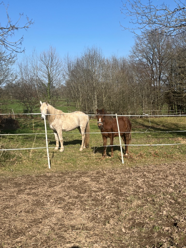 Two horses in paddock